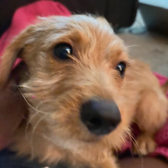 Meet your Posher, Kailan - Picture 1 of 1